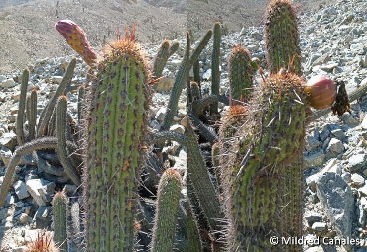 Haageocereus acranthus Zuniga, Canete, Peru ©Mildred Canales